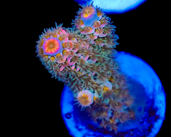 818'S FANTASMIC TENUIS