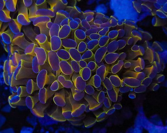 HOLOGRAM BRANCHING HAMMER CULTURED