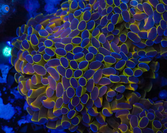 HOLOGRAM BRANCHING HAMMER CHUNKY CULTURED