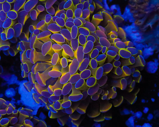 HOLOGRAM BRANCHING HAMMER CULTURED