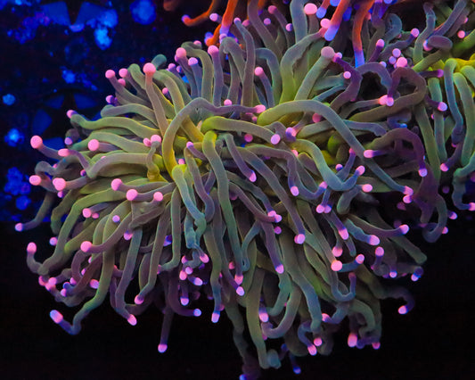 PINK TIP INDO TORCH