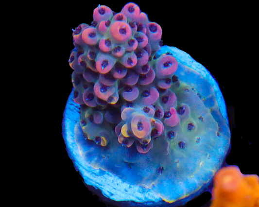 818'S SNOWSTORM ACRO