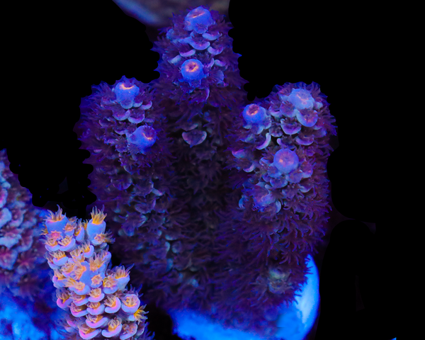 818'S PURPLE PLUM TENUIS CHUNKY