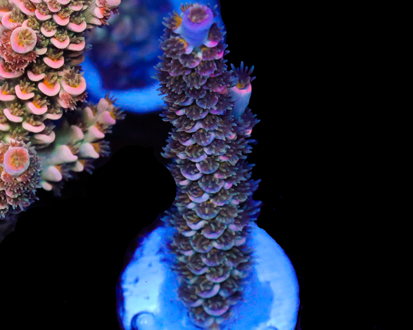 818'S DARKSIDE TENUIS