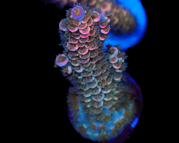 818'S MYSTERY MACHINE TENUIS